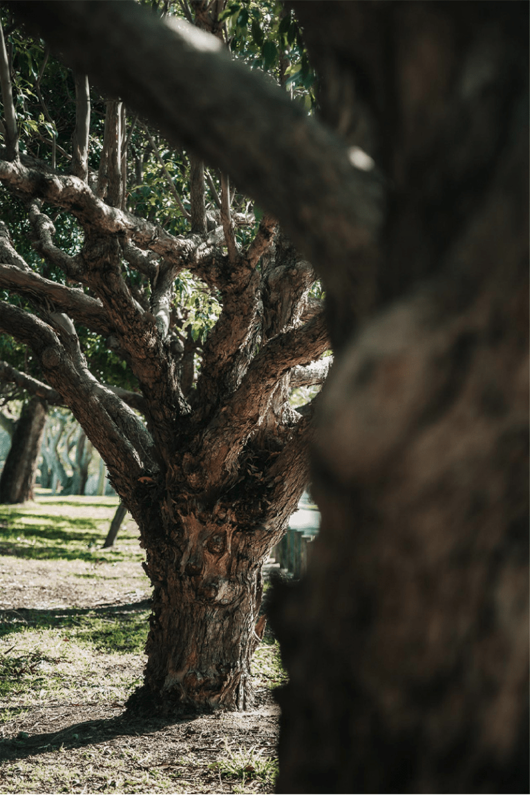 Be At One With Foret